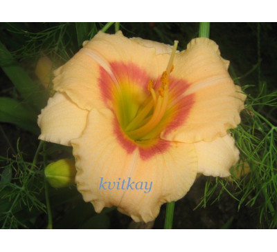 Лілейник, гемерокаліс  Сілоам Етель Сміт  (HEMEROCALLIS Siloam Ethel Smith)